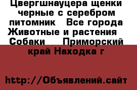 Цвергшнауцера щенки черные с серебром питомник - Все города Животные и растения » Собаки   . Приморский край,Находка г.